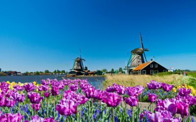 Landschap nederland met molen en bloemen