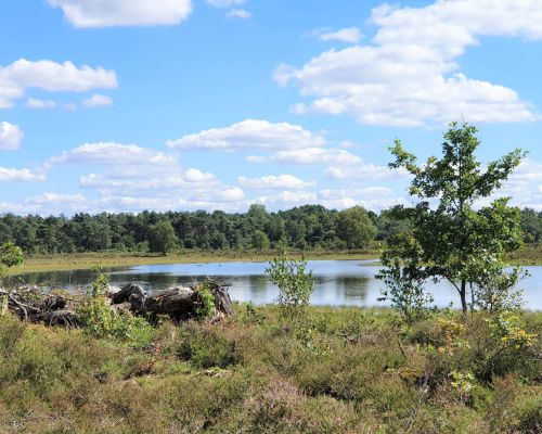 Bergvennen bij Lattrop