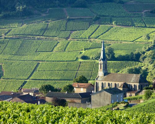Prachtige wijnvelden Bourgondië 