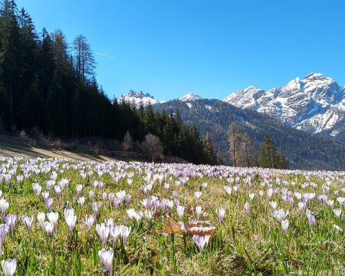 Bloemenveld in Tirol