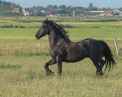 Het Friese paard