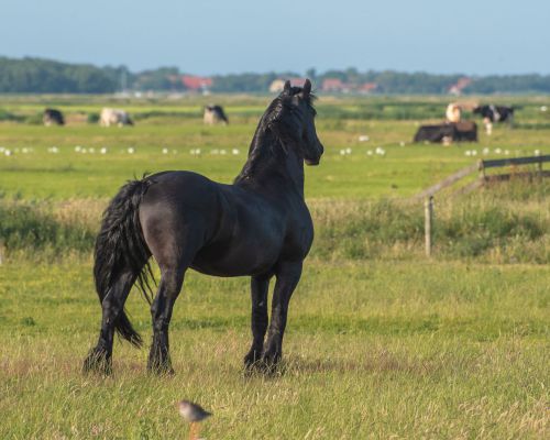 Fries paard