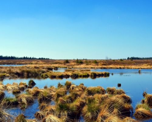 Landschap de Hoge Venen in België