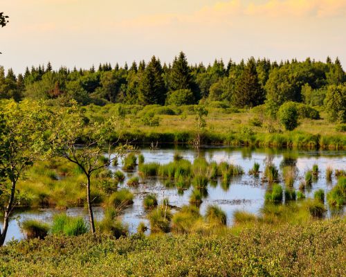 Natuur Hoge Venen