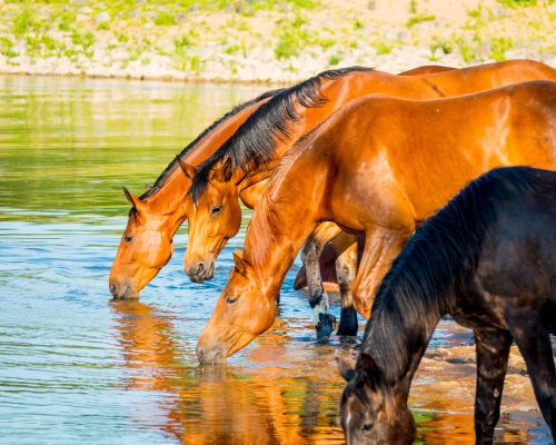 Paarden in de Elbe