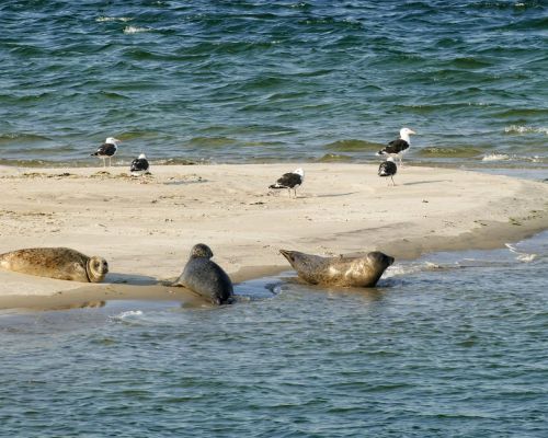 Zeehonden op een zandplaat