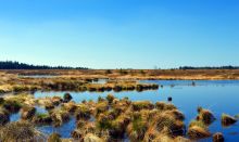 Natuurgebied Hoge Venen