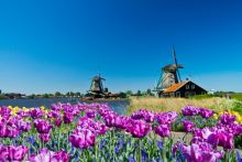 fietsen langs molens en tulpen in Nederland