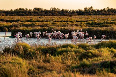 Camargue