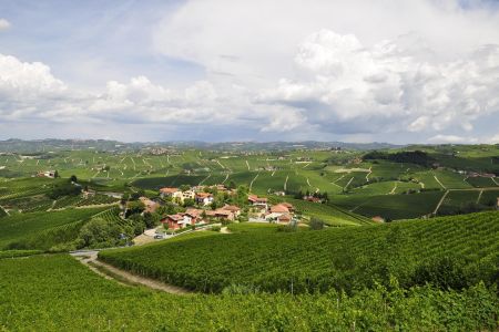 Wijngaarden van Langhe