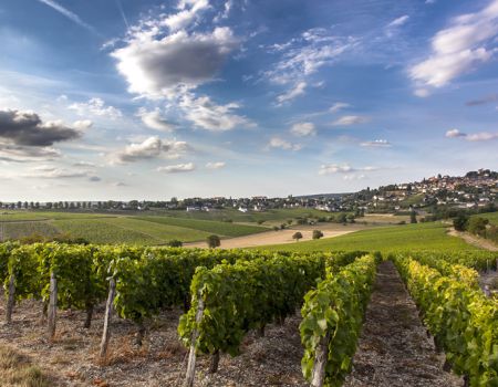 Sancerre wijngaard