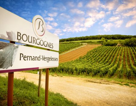 Wijnvelden bij Bourgogne