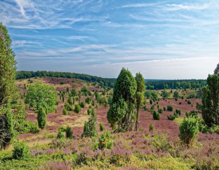 Lüneburger Heide