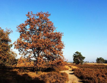 Fietsen Noord-Brabant