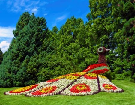 Een pauw op het bloemeneiland Mainau in de Bodensee