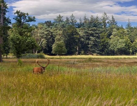 edelhert op de veluwe