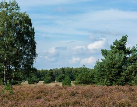 Drunese duinen 