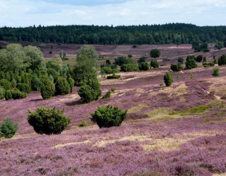 veluwe veld