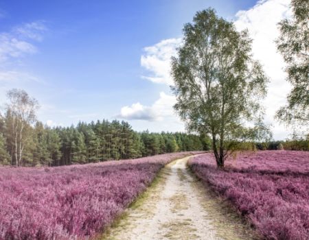 Lüneburger heide