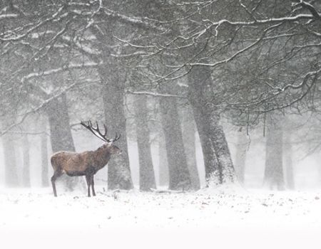 Veluwe met sneeuw 