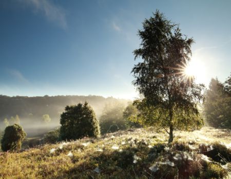 Zonsopkomst op de Lüneburger heide