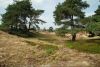 Drents-Friese Wold