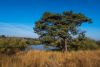 Maasduinen